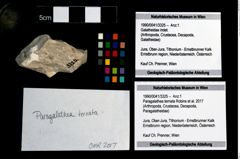 Foto (Objekt + Etikett) von Paragalathea ternata (Robins et al., 2017)  (NHMW-GEO-1990-0041-3325)